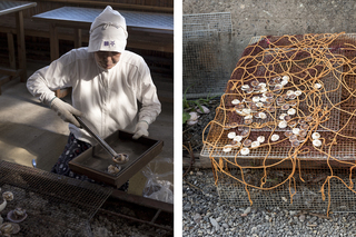 personal,

AMA DIVERS,

Japan,

2015