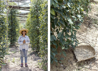 personal,

SOTHIS PEPPER FARM,

Kep, Cambodia 

2019